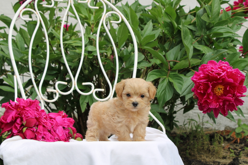 puppy, for, sale, Maltipoo, Matthew B. Stoltzfus, dog, breeder, Gap, PA, dog-breeder, puppy-for-sale, forsale, nearby, find, puppyfind, locator, puppylocator, aca